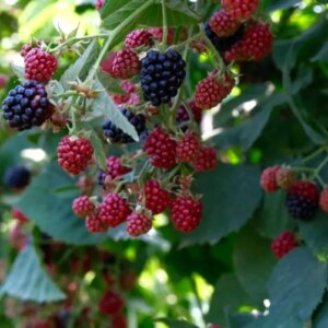 kestelde bogurtlen hasadi basladi fmOSXwMD