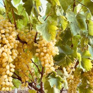 unu dunyaya yayilan lezzet sofralara ulasiyor iSPGOJd4