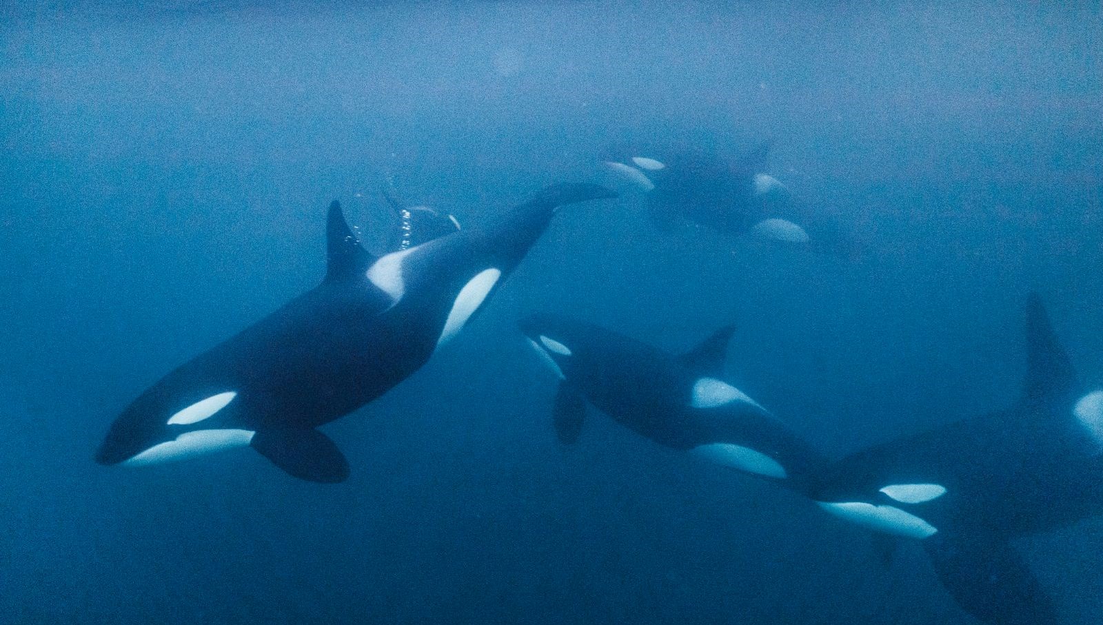 portekiz aciklarinda orka saldirisi 5 kisilik turist botu batti JRdJU4DG