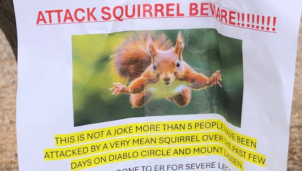 yemek arayan saldirgan sincap iki kisiyi acillik etti rC53kRZj