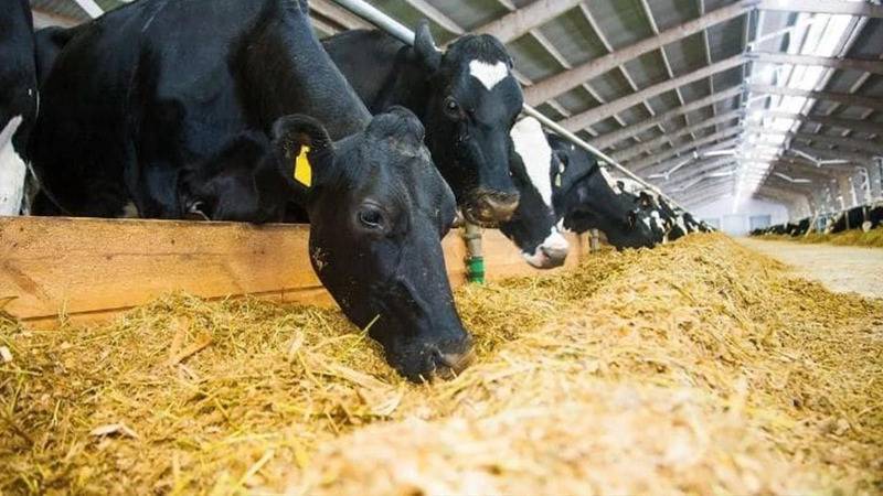 chpden yem ve saman fiyatlarindaki artisa tepki sadece hayvanciyi degil soframizdaki ekmegi de vuruyor uh4Clmkv