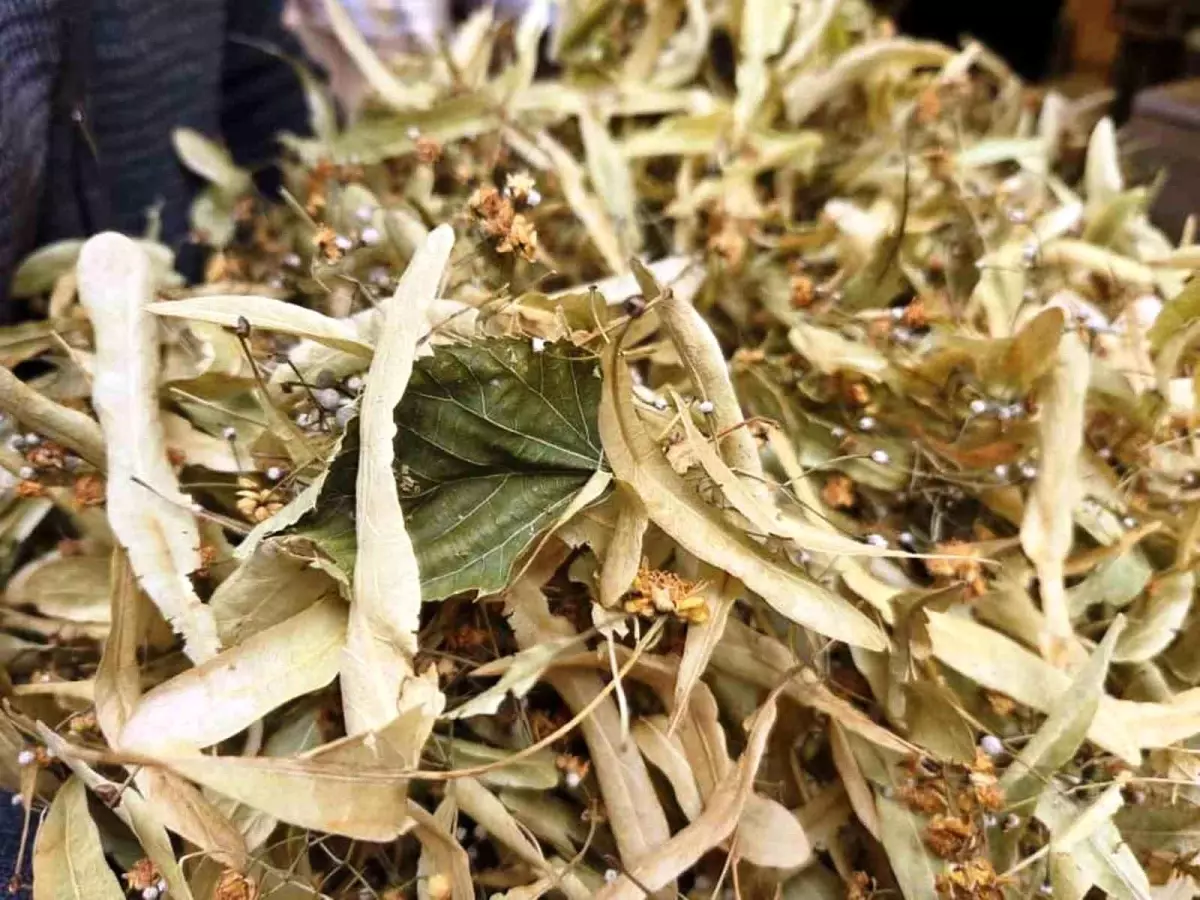 ihlamur kis aylarinin vazgecilmezi kilosu 1500 tl gZq8fTwB